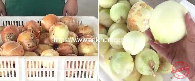 Auger-Feeding-Type-Onion-Peeling-Machine-Result